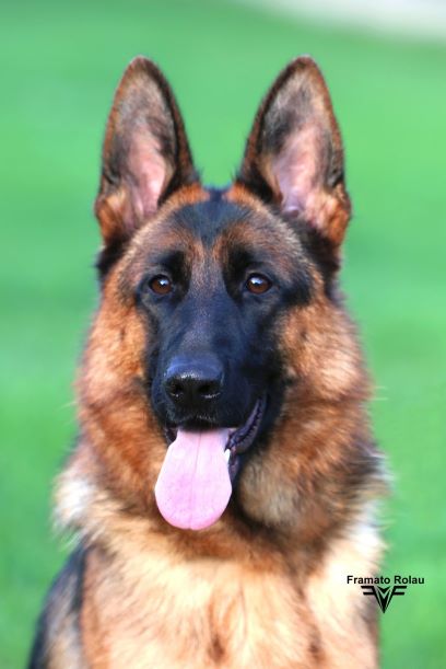 Xara