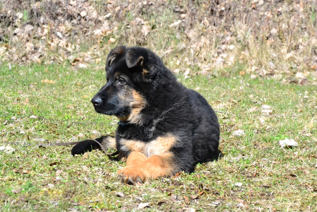 960JPG coby